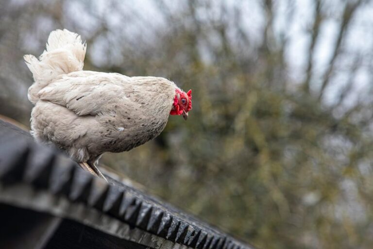 tryptophan in chicken induces sleep